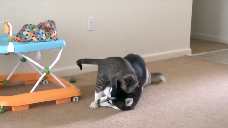 犬にじゃれる猫