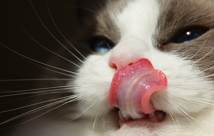 舌なめずりする猫