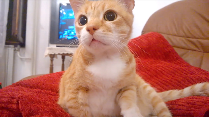 何かを凝視する子猫