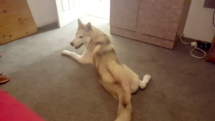 シャワーに行きたがらないシベリアンハスキー犬
