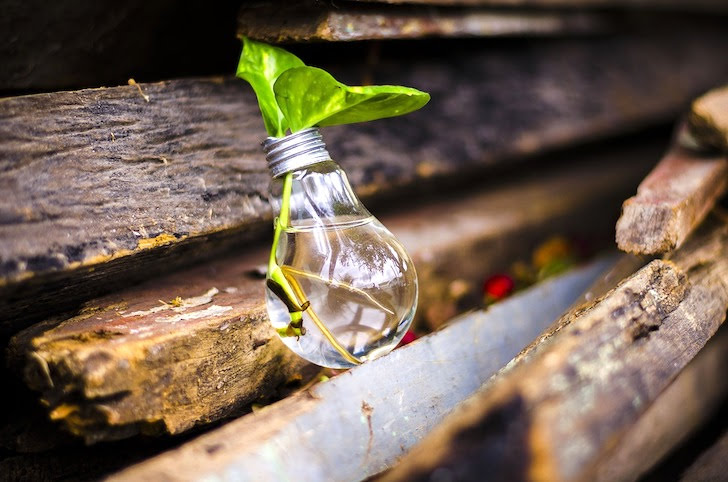 植物が入っている電球