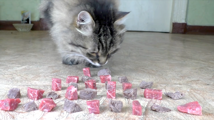 ゆでた牛肉の匂いを嗅ぐ猫