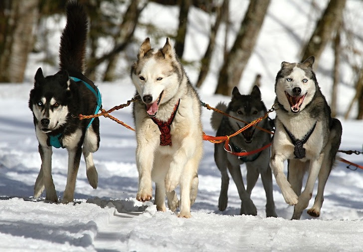 犬ぞりを引くシベリアンハスキー犬たち