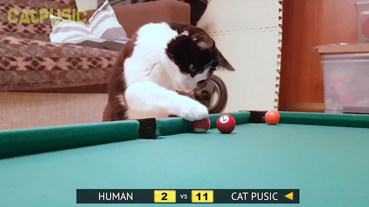 ビリヤードの上手な猫