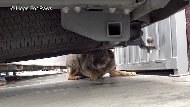 女性におびえて車の下に身を潜める野良犬