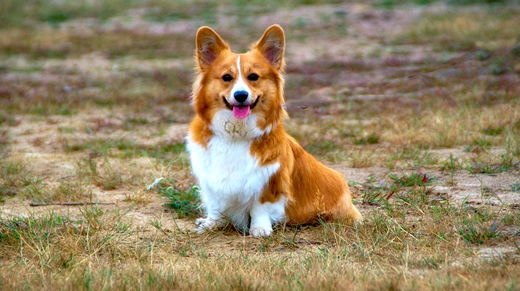 舌を出して飼い主の方を見詰めるコーギー犬