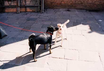 f:id:koi_ke_musi64:20090320151451j:image f:id:koi_ke_musi64:20090320151451j:image