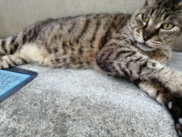 f:id:koichi415:20210903211015j:image