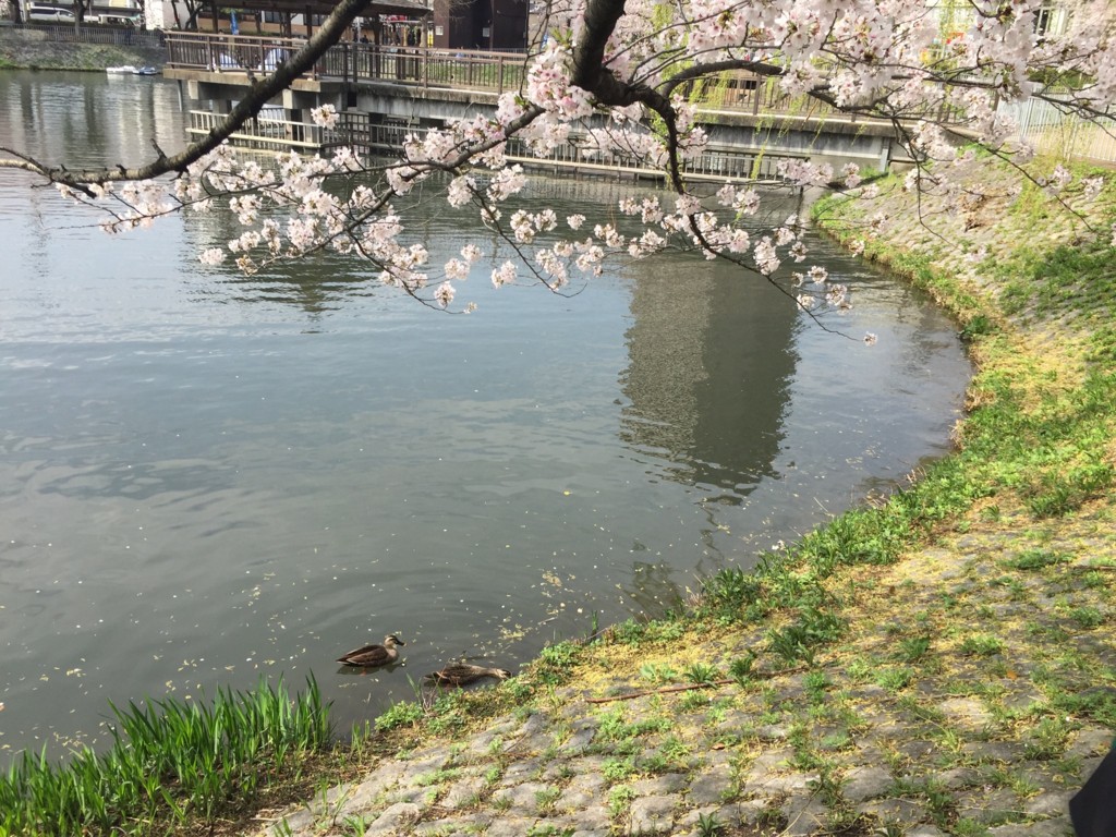 f:id:koichi_k:20170409143355j:plain