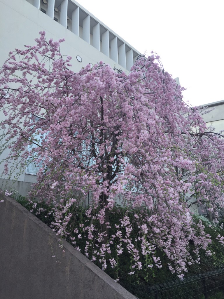 f:id:koichi_k:20170409151056j:plain