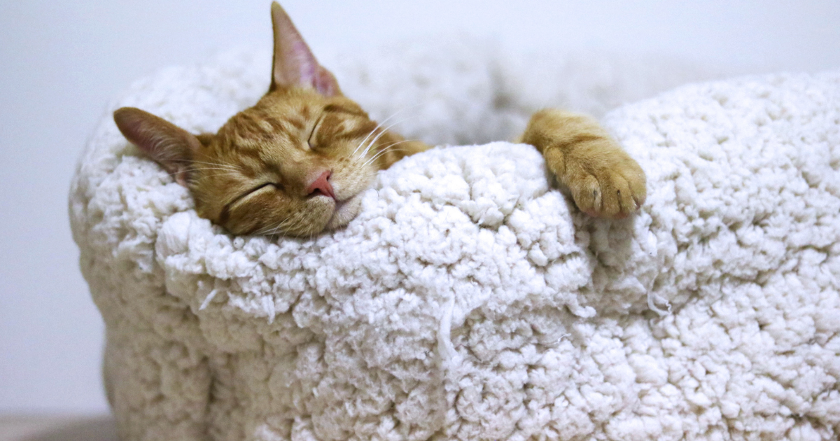 f:id:koichobi:20210314141750p:plain