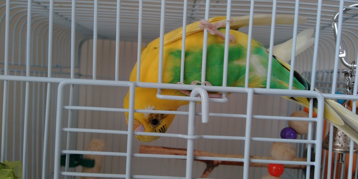 f:id:koichobi:20210318132412j:plain