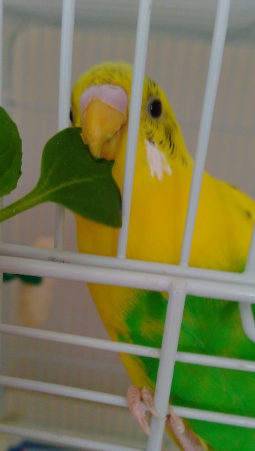 f:id:koichobi:20210320155438j:image