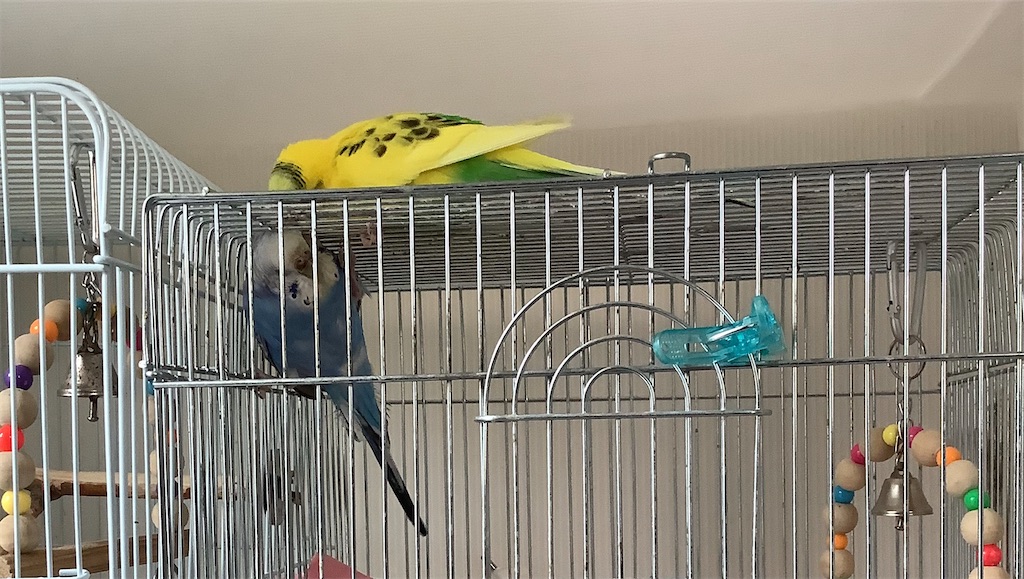 f:id:koichobi:20210329154227j:image