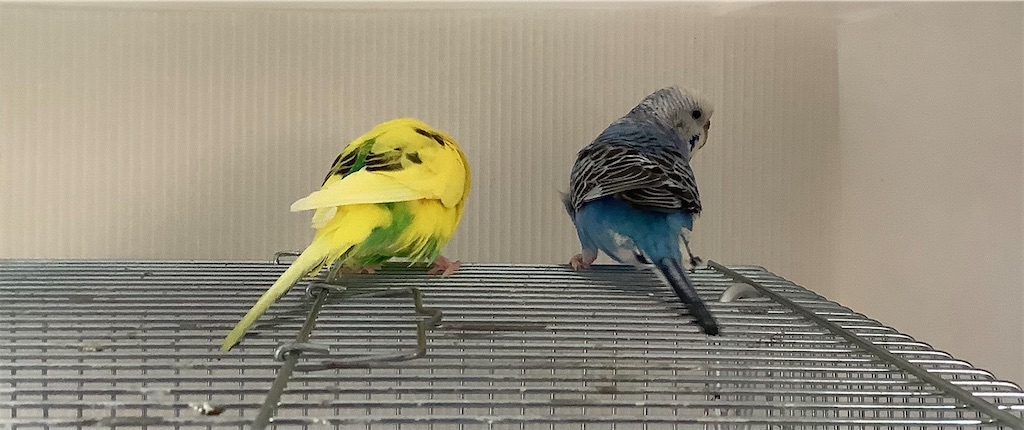 f:id:koichobi:20210329154241j:image