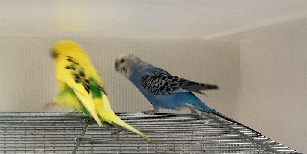 f:id:koichobi:20210329154634j:image