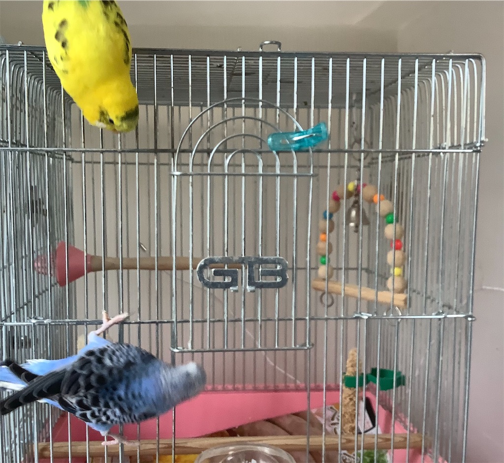 f:id:koichobi:20210329155120j:image