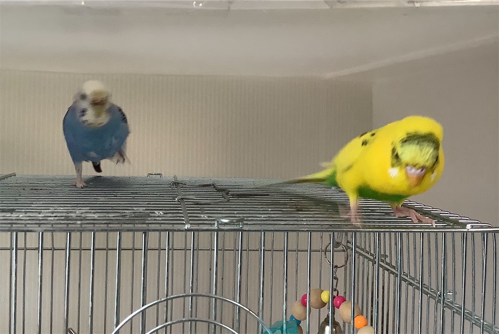 f:id:koichobi:20210329160343j:image