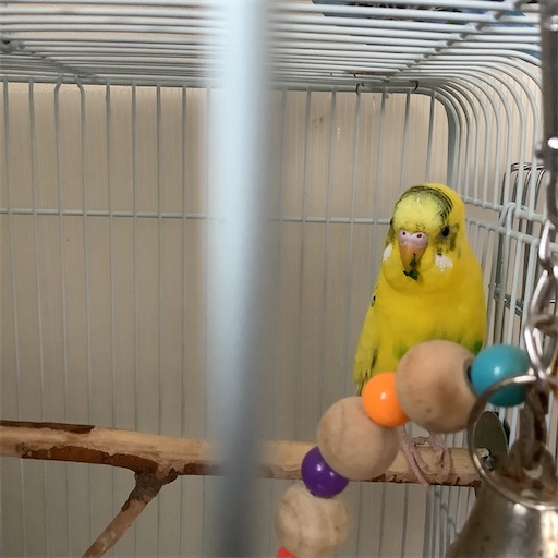 f:id:koichobi:20210507215605j:image f:id:koichobi:20210507215605j:image