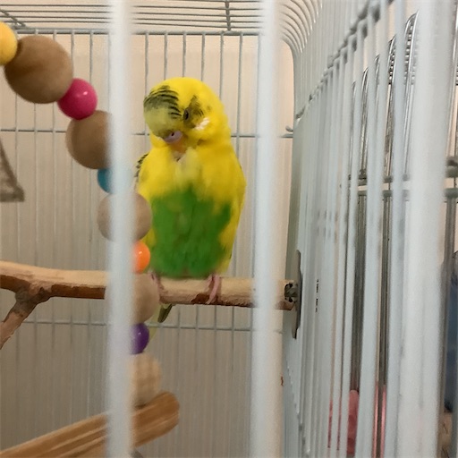 f:id:koichobi:20210509093432j:image f:id:koichobi:20210509093432j:image