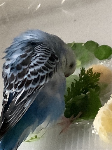 f:id:koichobi:20210509093709j:image f:id:koichobi:20210509093709j:image