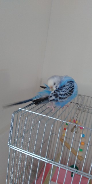 f:id:koichobi:20210509100720j:plain