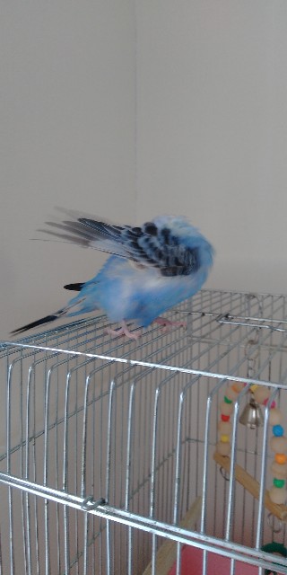 f:id:koichobi:20210509100806j:plain