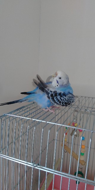 f:id:koichobi:20210509100828j:plain