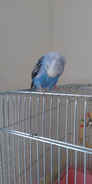 f:id:koichobi:20210509101734j:image f:id:koichobi:20210509101734j:image