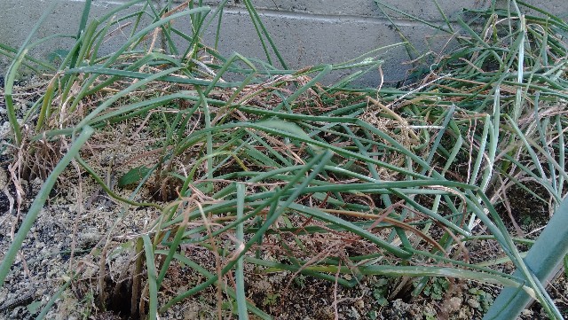 f:id:koichobi:20210611053908j:image