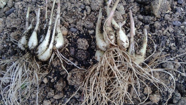 f:id:koichobi:20210611054032j:image