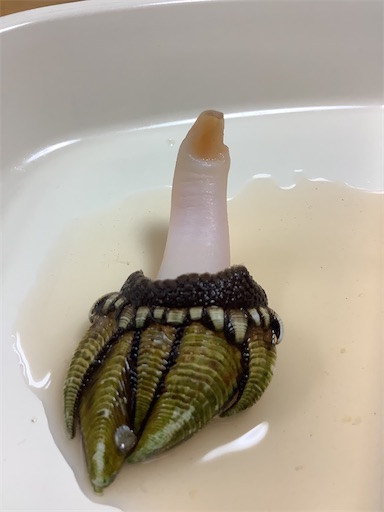 f:id:koichobi:20210619103803j:image