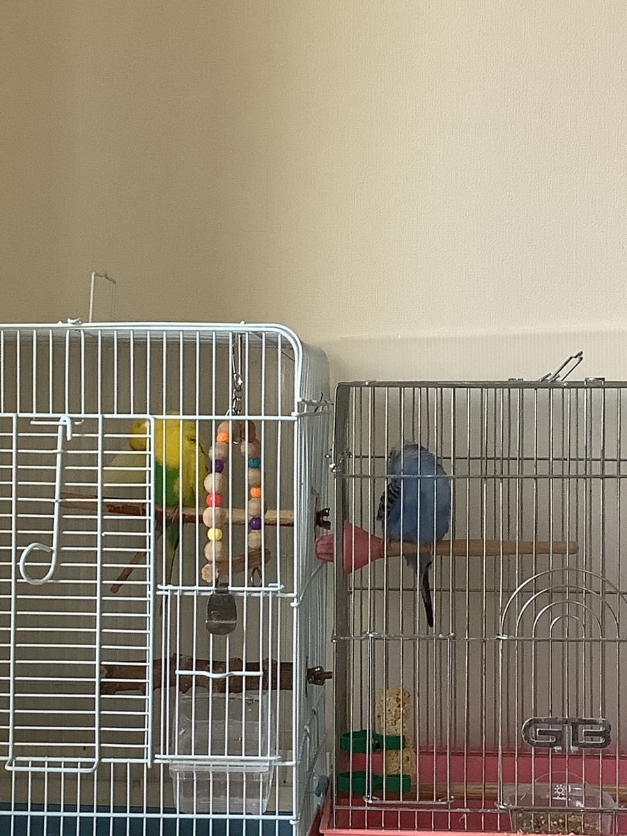 f:id:koichobi:20210711152921j:plain