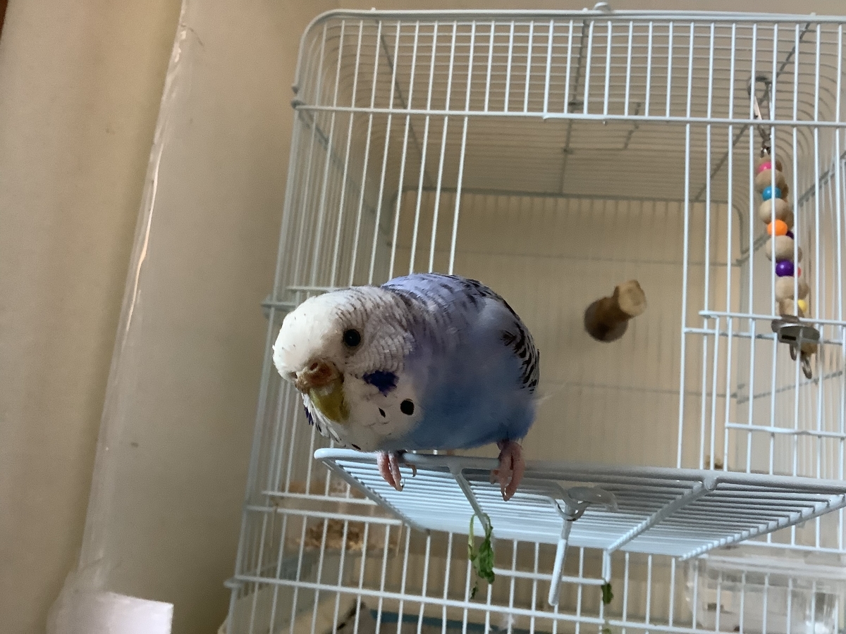 f:id:koichobi:20211102105917j:plain