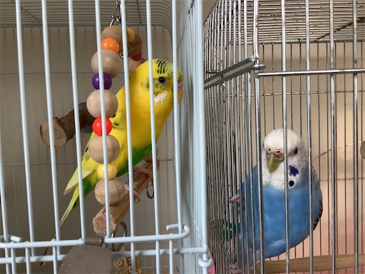 f:id:koichobi:20211102123557j:image