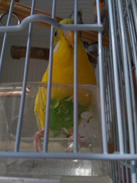 f:id:koichobi:20211121121534j:image