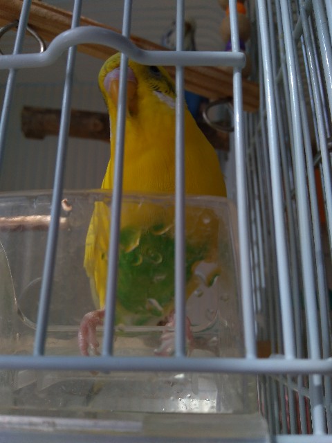 f:id:koichobi:20211121121545j:image