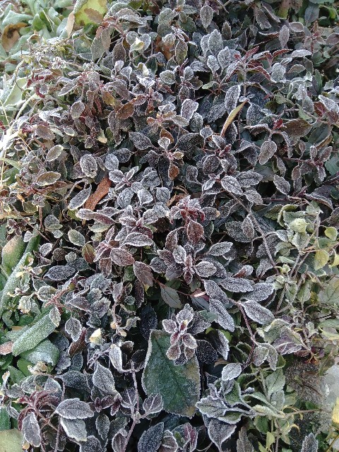 f:id:koichobi:20220215145753j:image