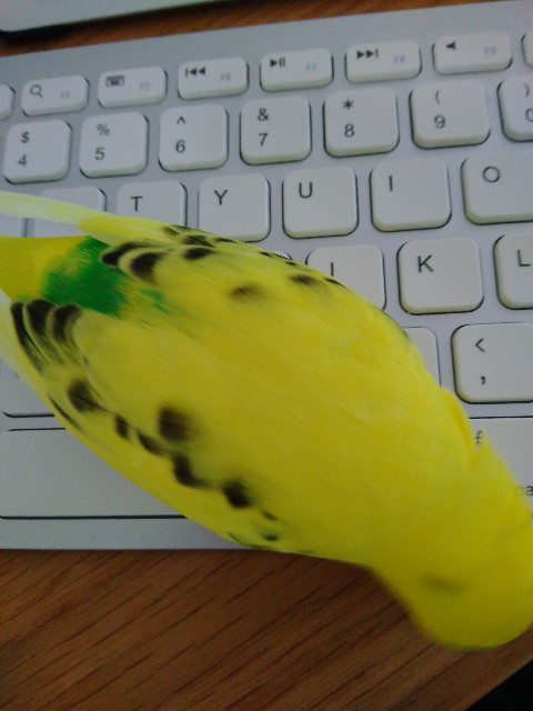 f:id:koichobi:20220215180135j:image