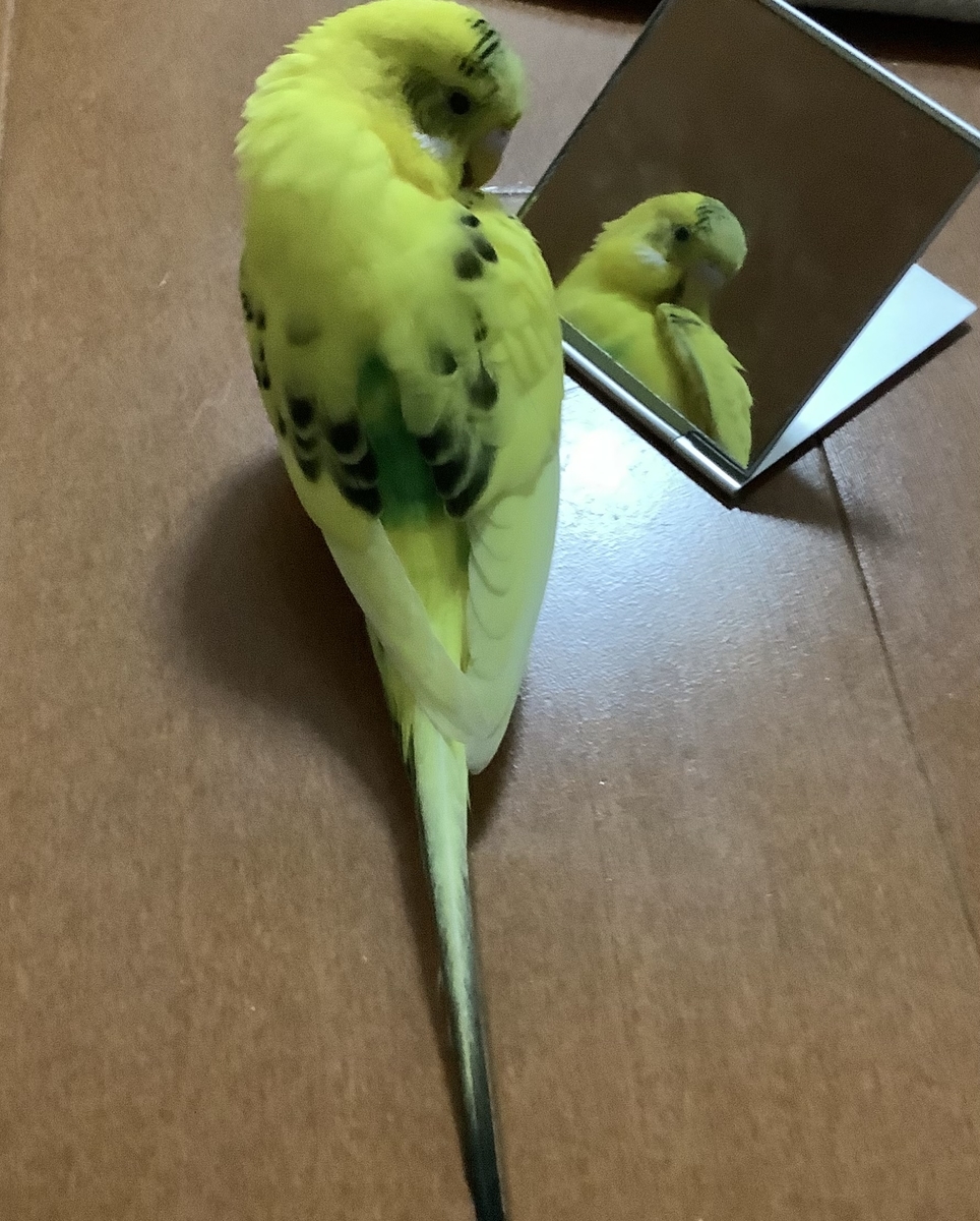 f:id:koichobi:20220220124806j:plain