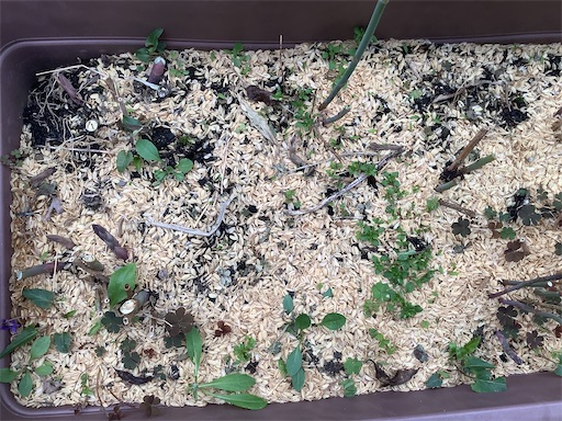 f:id:koichobi:20220424064055j:image f:id:koichobi:20220424064055j:image