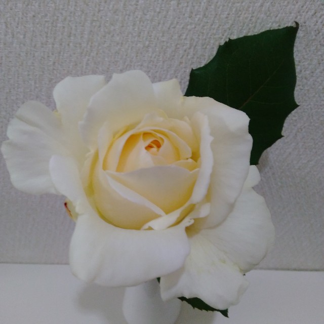 f:id:koichobi:20220612144759j:image