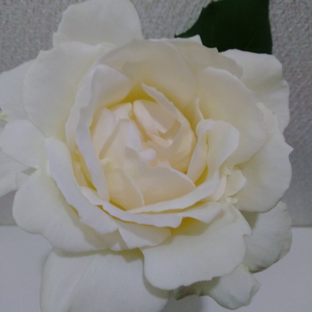 f:id:koichobi:20220612144826j:image