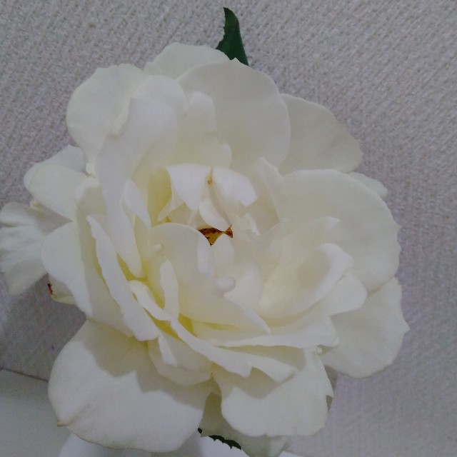 f:id:koichobi:20220612144847j:image