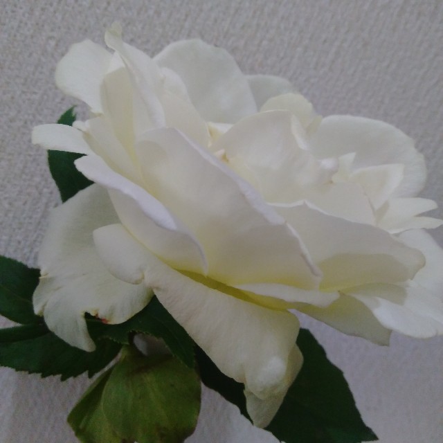 f:id:koichobi:20220612144901j:image