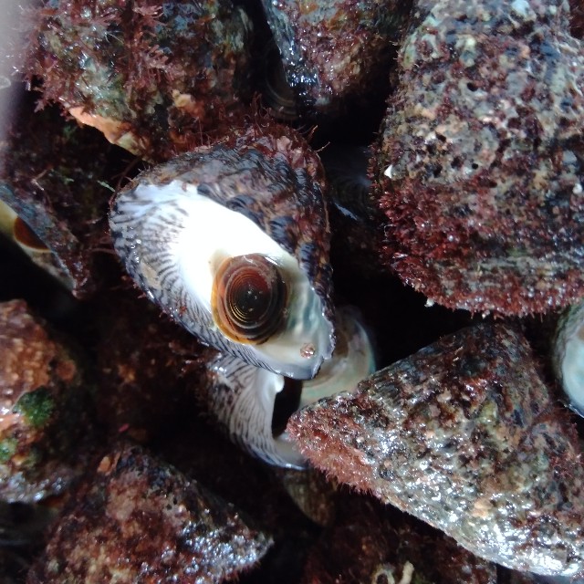 f:id:koichobi:20220618153341j:image f:id:koichobi:20220618153341j:image