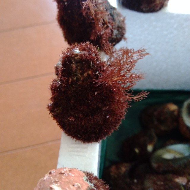 f:id:koichobi:20220618153609j:image f:id:koichobi:20220618153609j:image