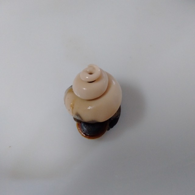 f:id:koichobi:20220618153736j:image f:id:koichobi:20220618153736j:image