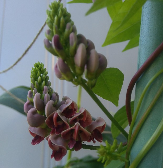 アピオスの花って美しい いんことずぼら アピオスの花って美しい いんことずぼら