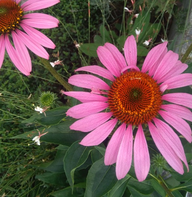 f:id:koichobi:20220817054622j:image